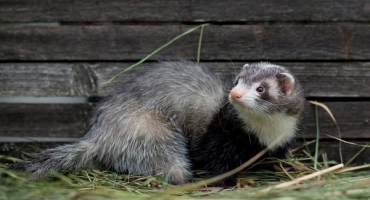 Jak chytit fretku v kurníku a nejlepší metody zacházení se zvířetem